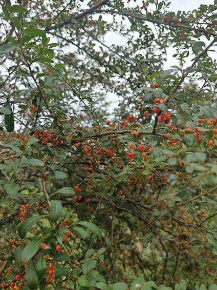 马边彝乡山野里的红果瀑|枝桠坠满鲜亮小果,裹着山林清甜气