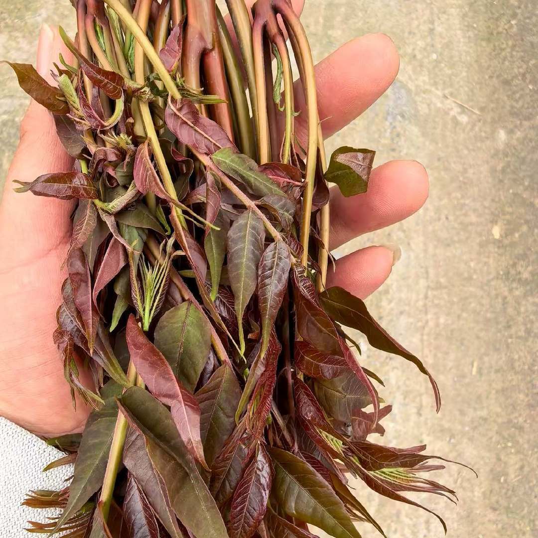 又到了吃椿芽的季节啦！屋后的树冒了满枝红嫩，刚掐下来的芽头还带着山野的潮气，等会儿就做个香椿炒蛋，这才是春天最地道的味道～