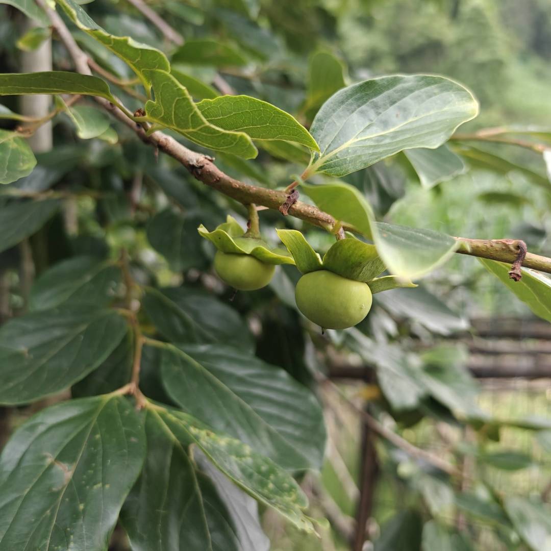 乡野枝间：青柿初挂，裹满田园翠意