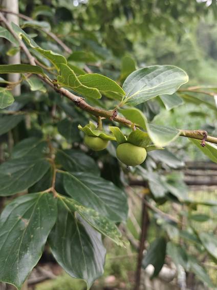 乡野枝间:青柿初挂,裹满田园翠意