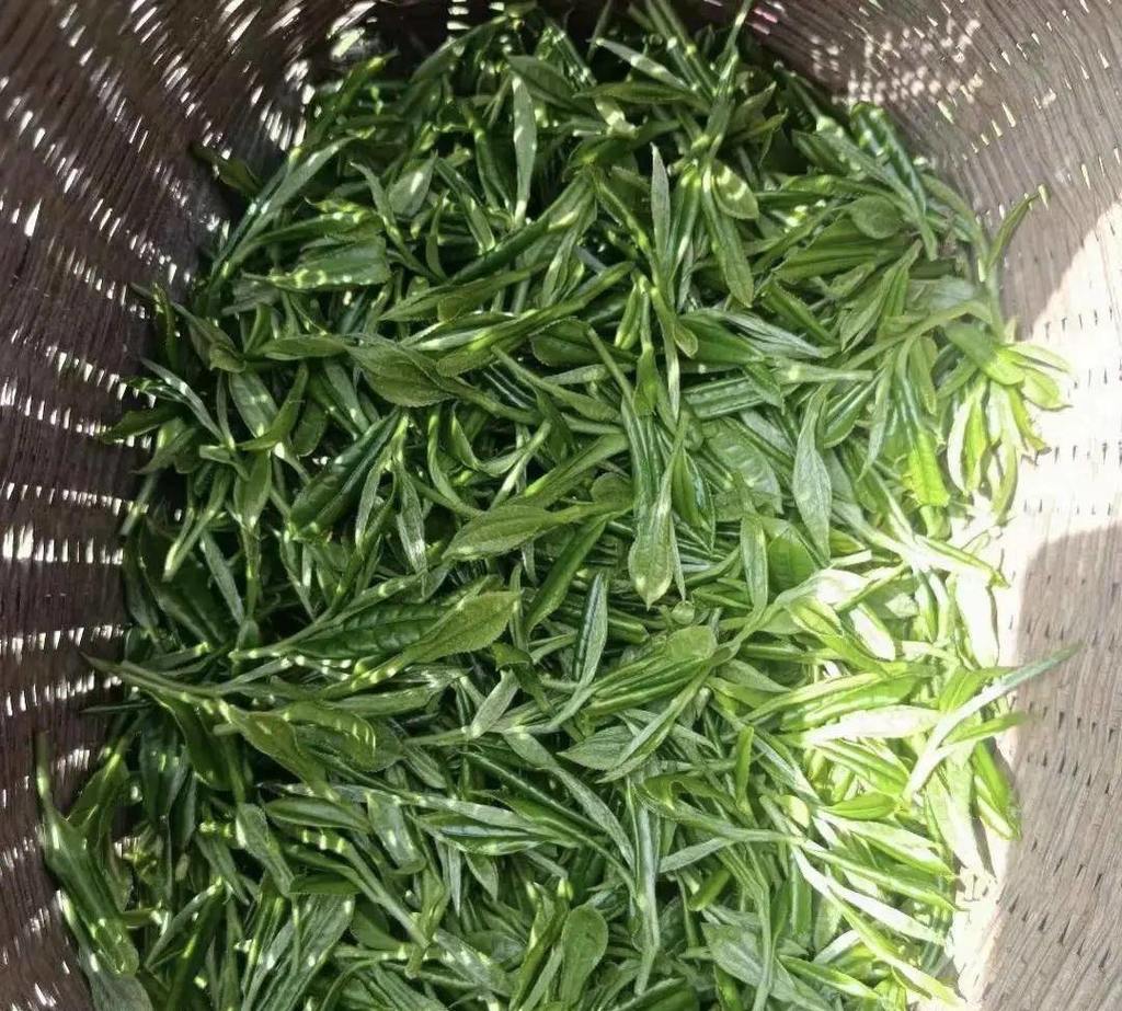 好茶源自高山！马边绿茶芽头肥厚，原料品质出众，常用来制作精品雀舌。茶香浓郁绵长，口感鲜醇顺滑，一大亮点就是久泡不苦不涩，办公间隙泡上一杯，解乏又舒心，妥妥的日常刚需好茶。