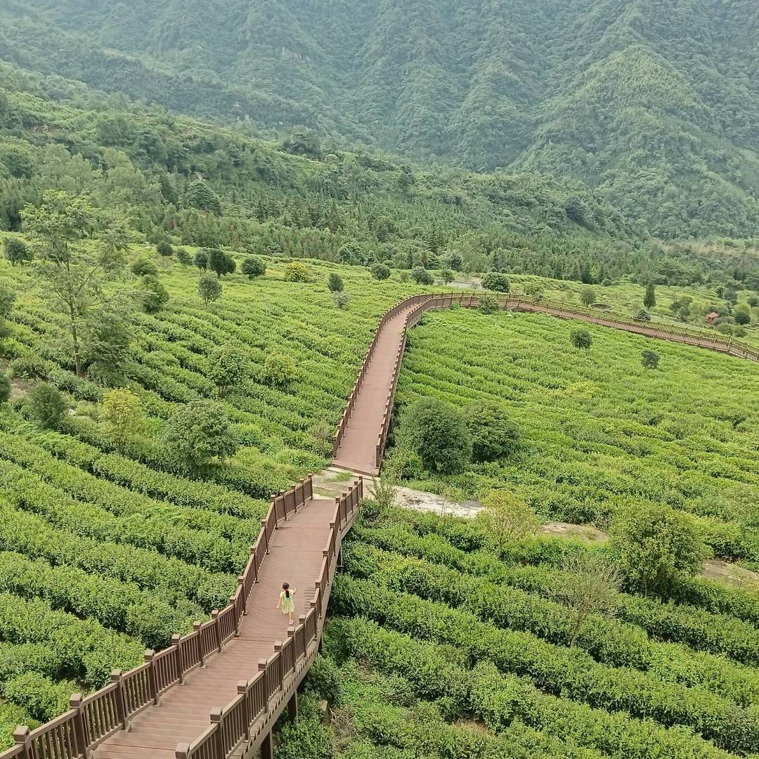 青山环抱的翠绿茶园里 木步道载着行人穿梭层叠茶垄 铺展山野茶境的松弛感