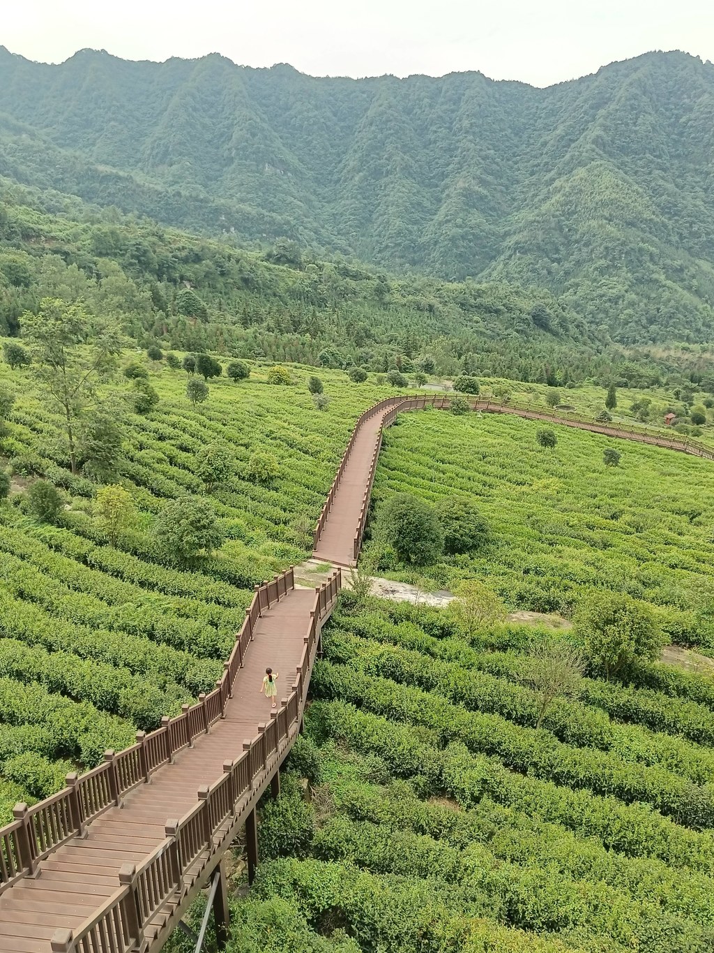 青山环抱的翠绿茶园里 木步道载着行人穿梭层叠茶垄 铺展山野茶境的松弛感