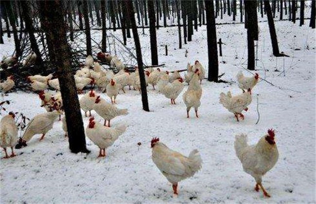 眼看就要进入冬季,冬季气候严寒,养鸡场鸡舍的保温措施不一定很好