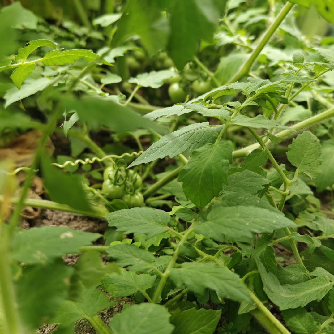 自家菜园随手拍，小番茄一串串慢慢转色，南瓜花迎着日头开得热闹，边上山药藤顺着架子疯长。
山里种菜不催熟、不瞎折腾，顺着节气慢慢长，等果子熟透了，一口就是原生态的清甜味。
踏踏实实种点本土小菜，守着园子等收成，日子简单又踏实。 class=