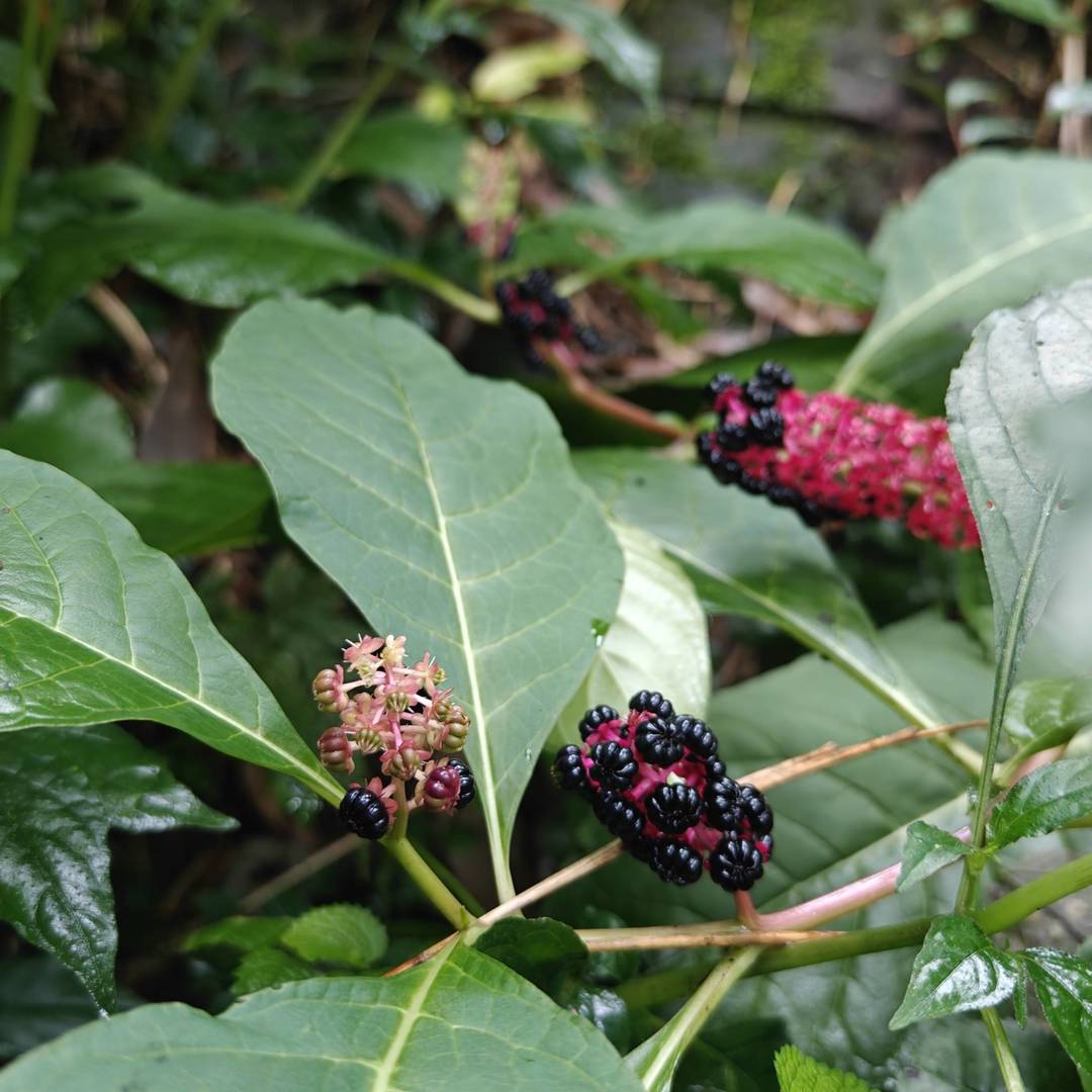 雨后湿润的山林藏着独特景致，这丛商陆红茎黑果格外惹眼，是不少人的童年回忆，但切记全株有毒，切勿采摘食用，说说你小时候有没有玩过它？ class=