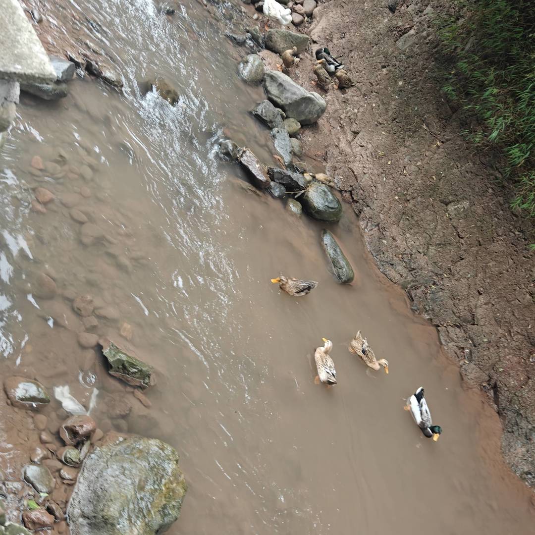 马边山涧溪流里的散养土鸭：自然活水，生态好味