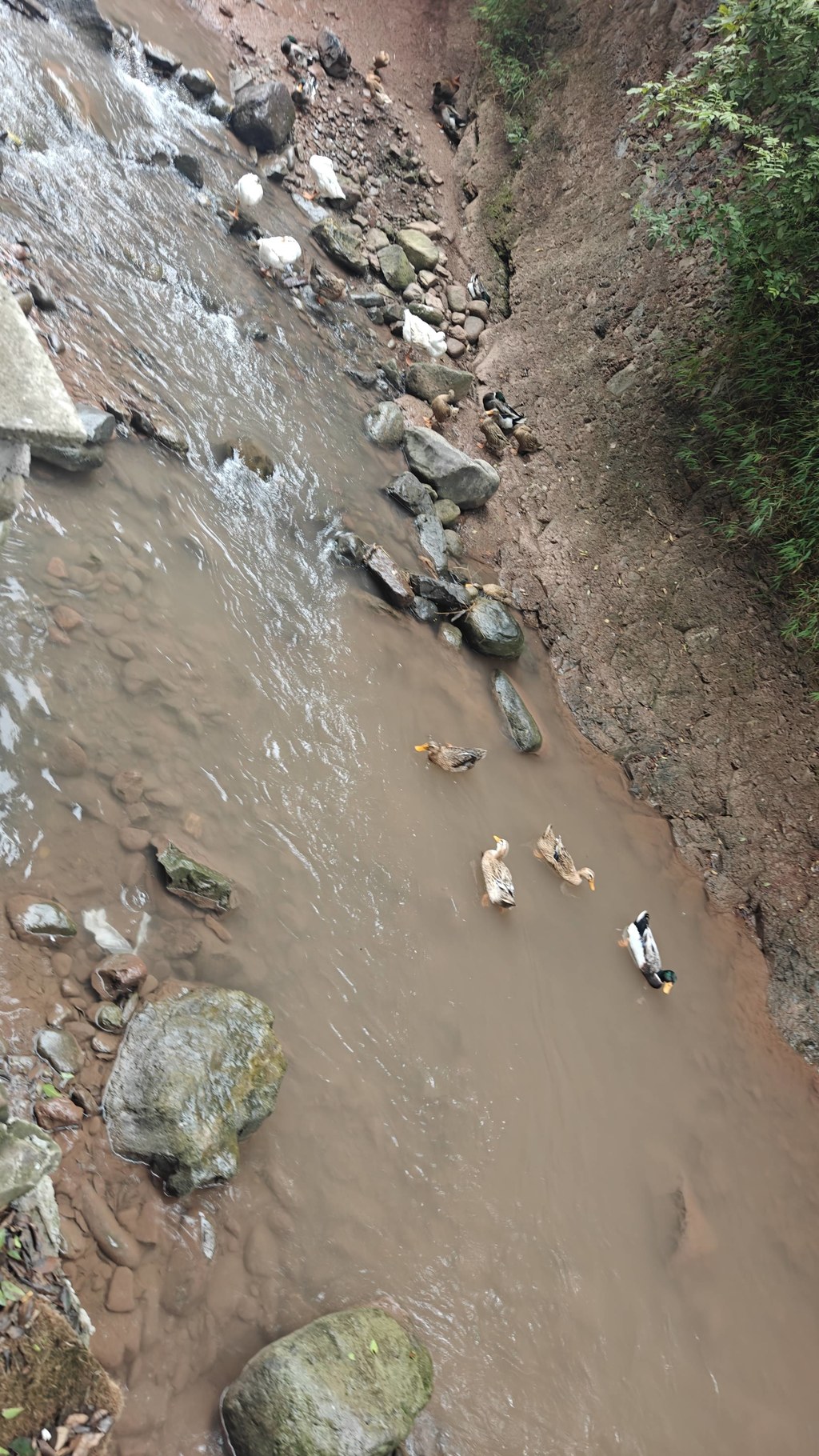 马边山涧溪流里的散养土鸭：自然活水，生态好味