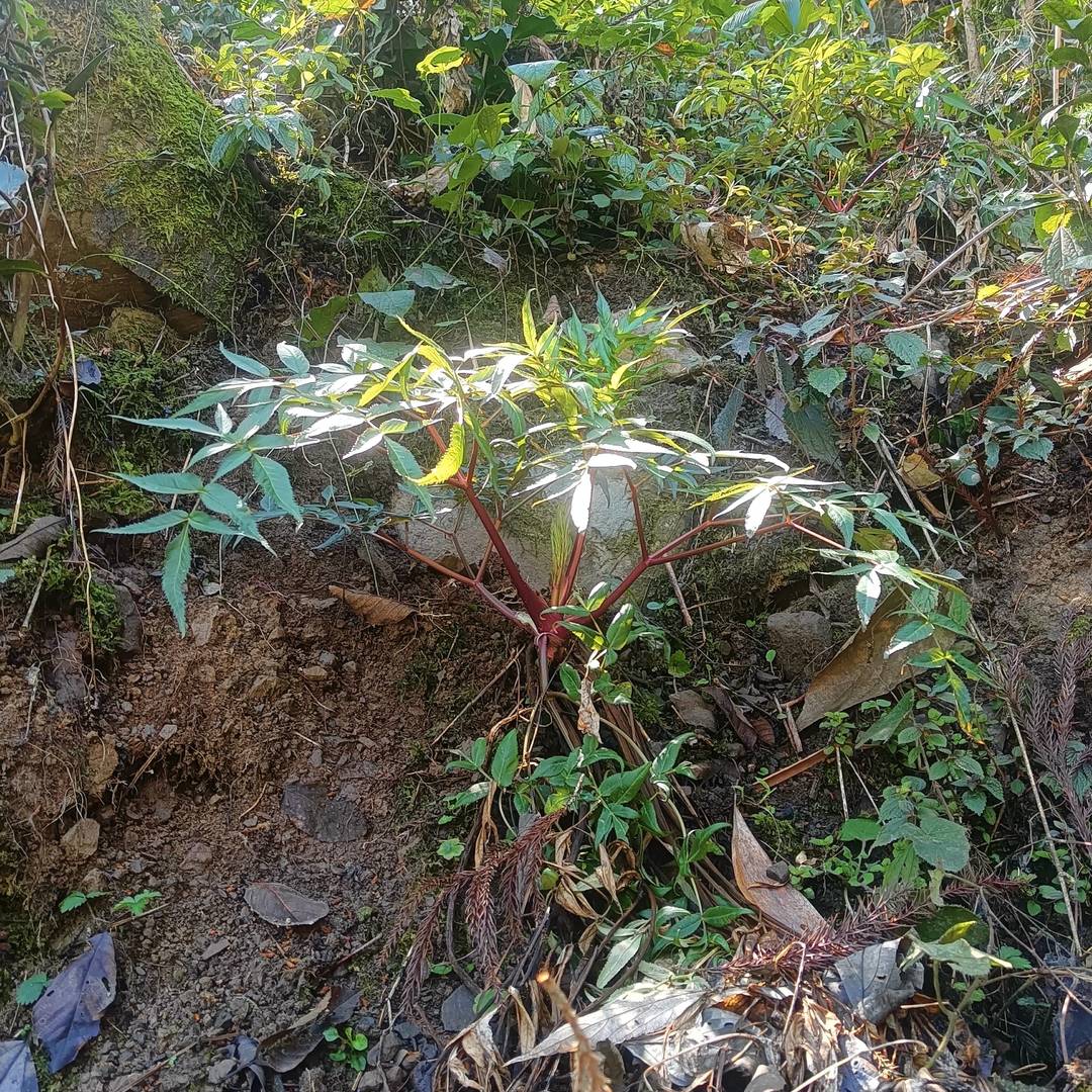 山野原生当归实拍：彝乡阴凉生态环境孕育的优质当归 是本土山野馈赠的滋补类特色农特产