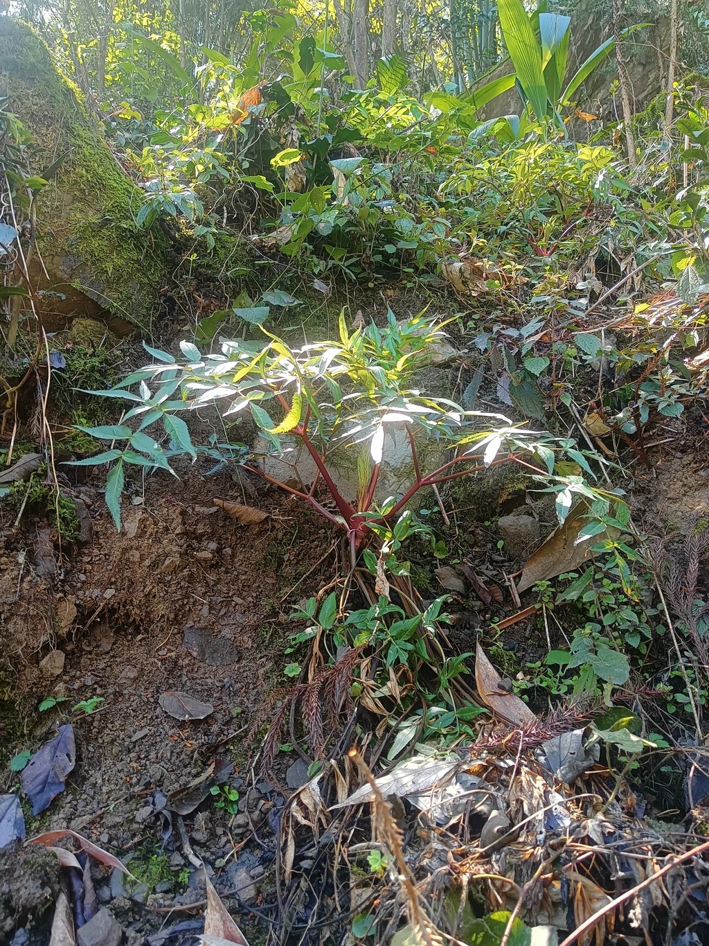 山野原生当归实拍：彝乡阴凉生态环境孕育的优质当归 是本土山野馈赠的滋补类特色农特产