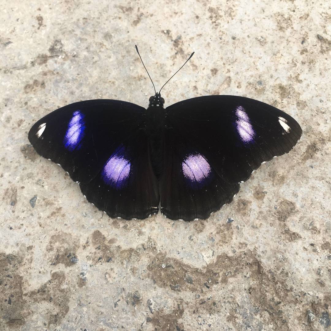 山野原生蝶类实拍：夜迷蛱蝶落足户外地面 黑翅缀紫斑的原生野境昆虫瞬间