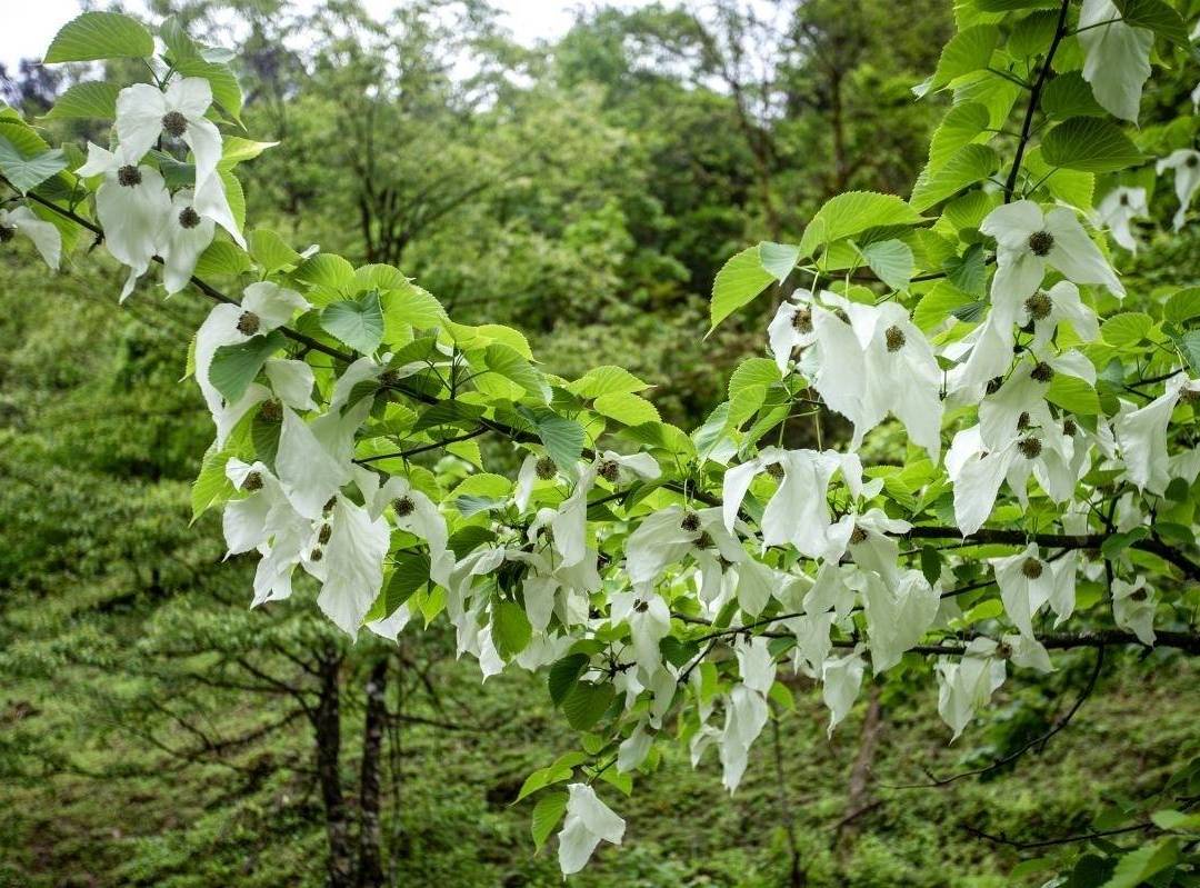马边金家沟｜山林的秋日与冬日私语