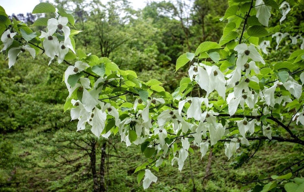 马边金家沟｜山林的秋日与冬日私语