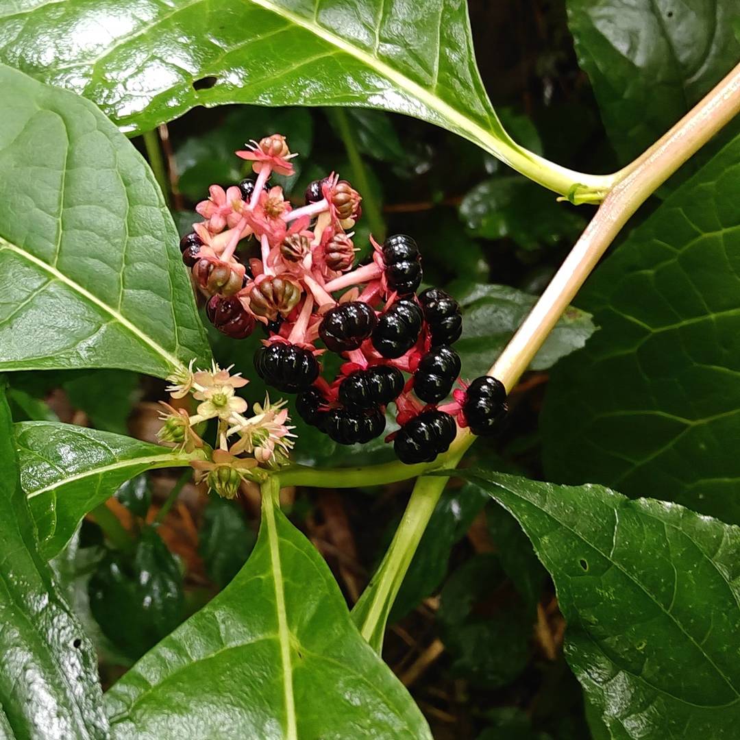 雨后湿润的山林藏着独特景致，这丛商陆红茎黑果格外惹眼，是不少人的童年回忆，但切记全株有毒，切勿采摘食用，说说你小时候有没有玩过它？ class=