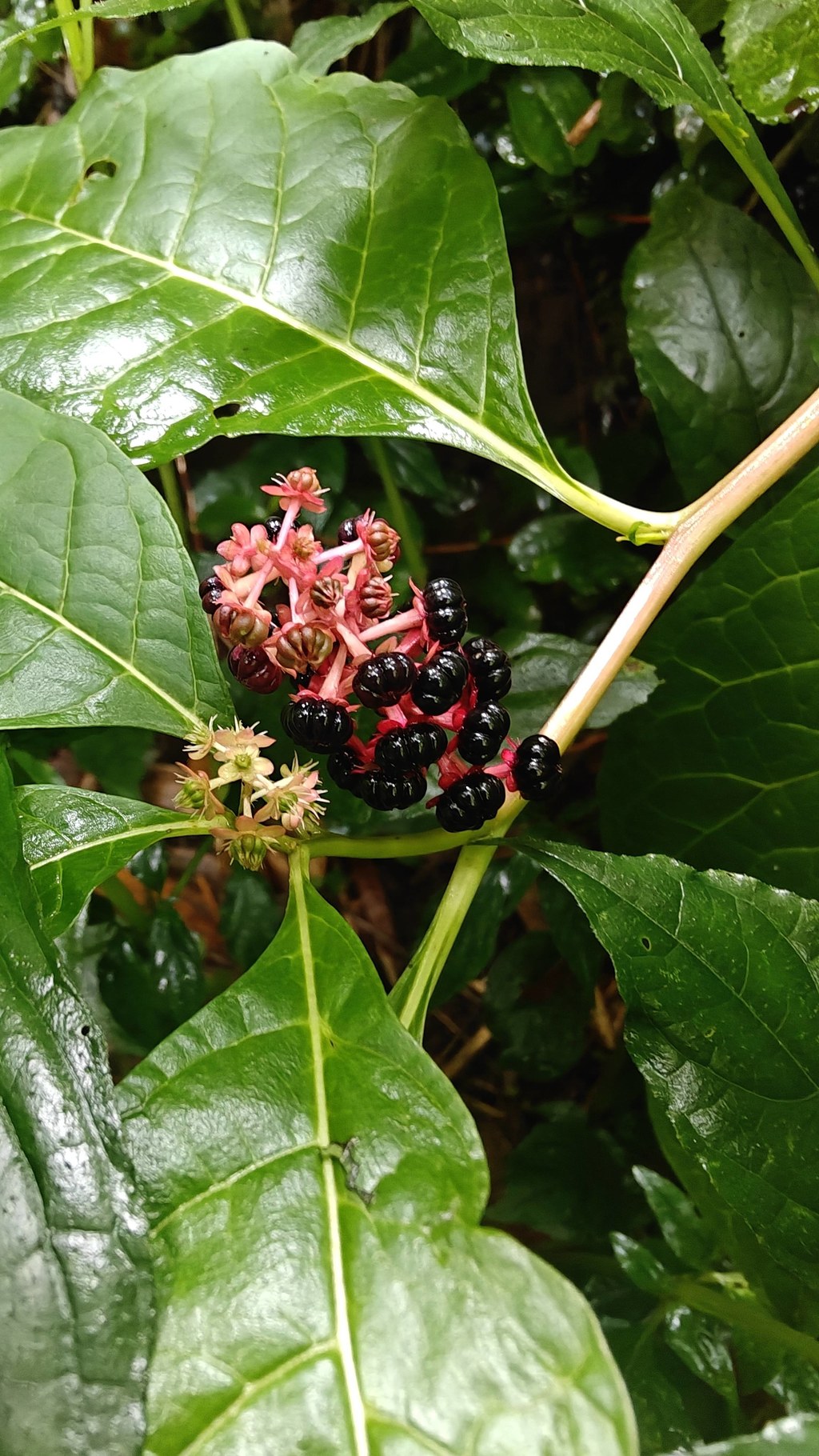 雨后湿润的山林藏着独特景致，这丛商陆红茎黑果格外惹眼，是不少人的童年回忆，但切记全株有毒，切勿采摘食用，说说你小时候有没有玩过它？