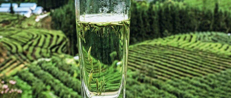 马边绿茶2.jpg