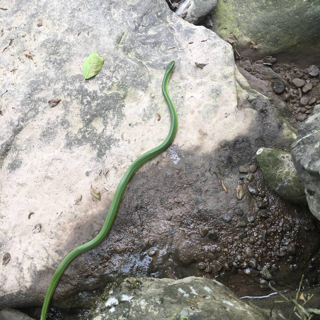 彝乡山野溪涧原生野境实拍：翠青蛇曳着鲜亮翠绿色躯体 游移于湿润岩石表面 定格山地溪畔的原生生物生态瞬间