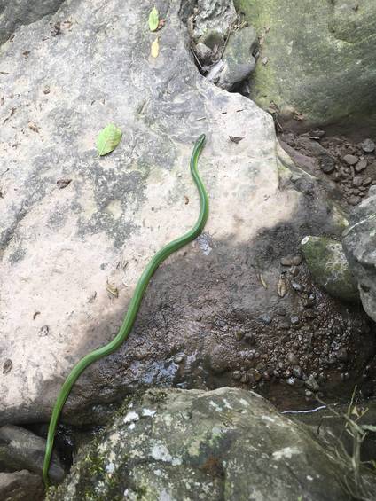 彝乡山野溪涧原生野境实拍:翠青蛇曳着鲜亮翠绿色躯体 游移于湿润岩石表面 定格山地溪畔的原生生物生态瞬间