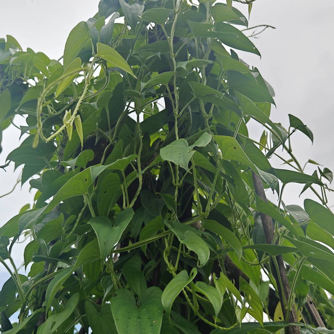 自家菜园随手拍，小番茄一串串慢慢转色，南瓜花迎着日头开得热闹，边上山药藤顺着架子疯长。
山里种菜不催熟、不瞎折腾，顺着节气慢慢长，等果子熟透了，一口就是原生态的清甜味。
踏踏实实种点本土小菜，守着园子等收成，日子简单又踏实。 class=