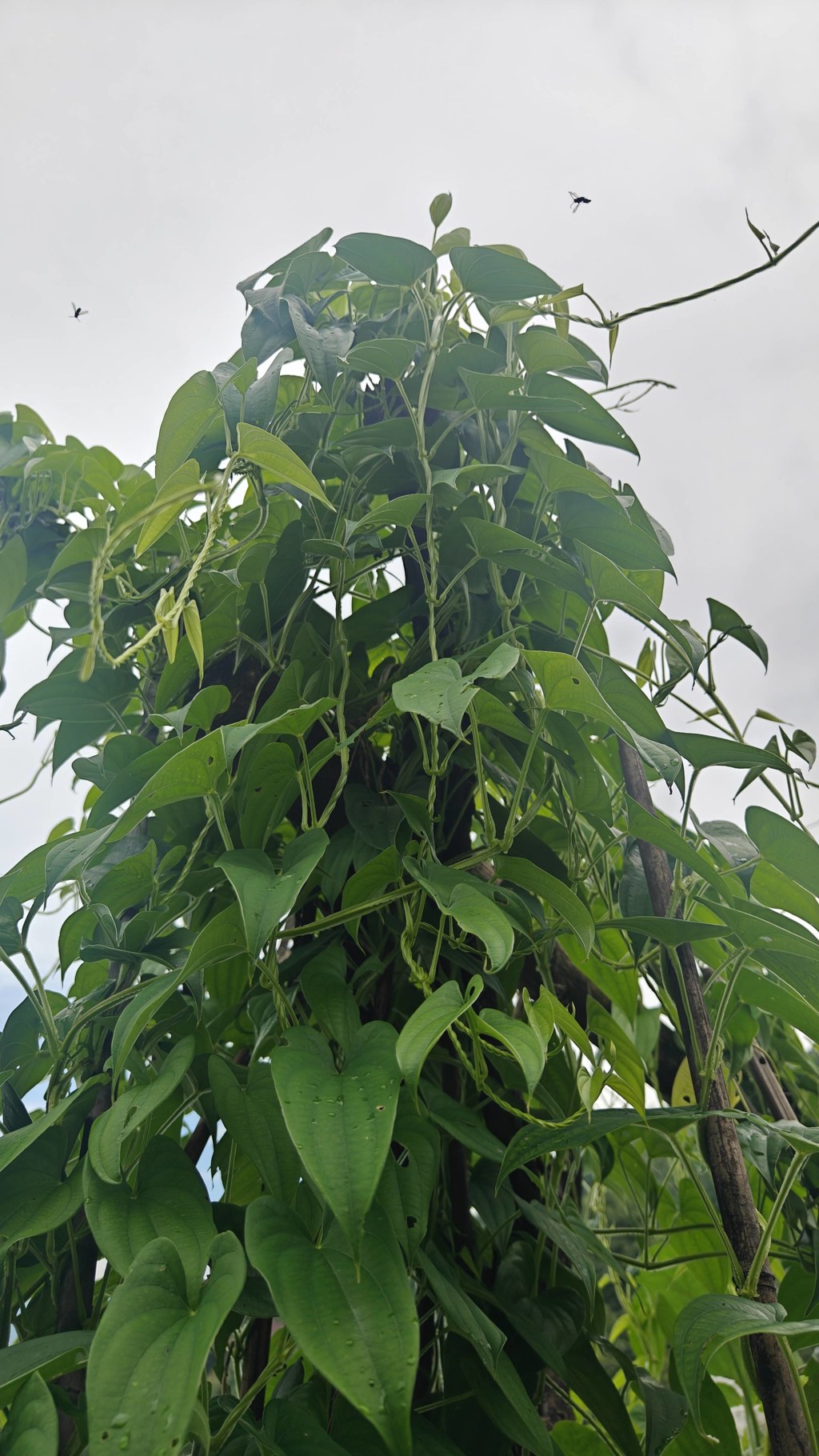 自家菜园随手拍，小番茄一串串慢慢转色，南瓜花迎着日头开得热闹，边上山药藤顺着架子疯长。
山里种菜不催熟、不瞎折腾，顺着节气慢慢长，等果子熟透了，一口就是原生态的清甜味。
踏踏实实种点本土小菜，守着园子等收成，日子简单又踏实。