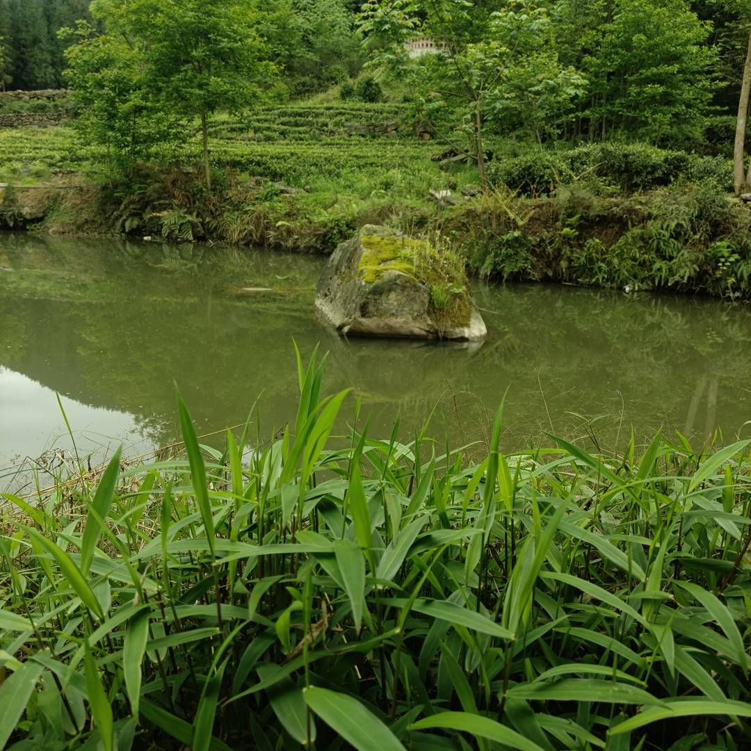 山水相依的梯田茶田 是本土优质茶叶生长的山野馈赠型基底