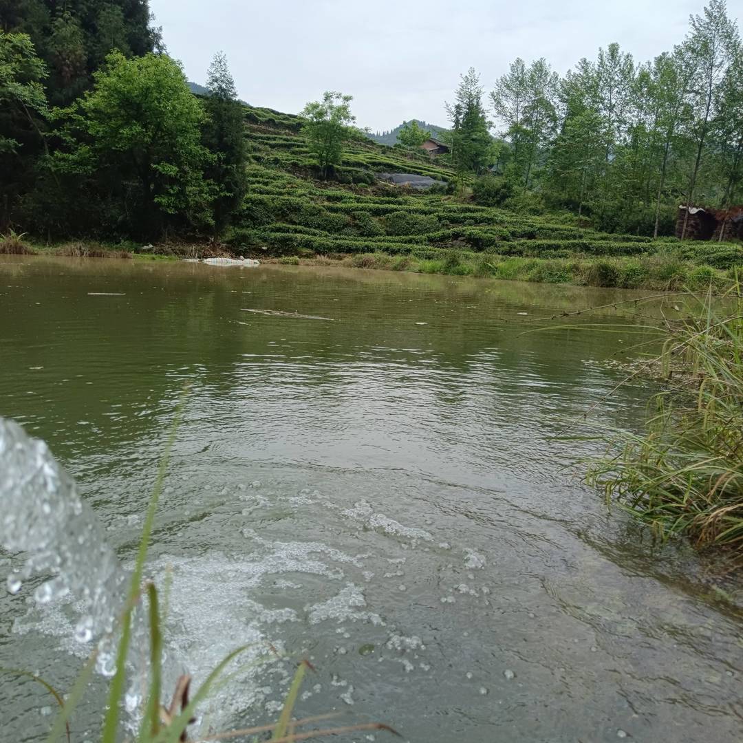 山水相依的梯田茶田 是本土优质茶叶生长的山野馈赠型基底