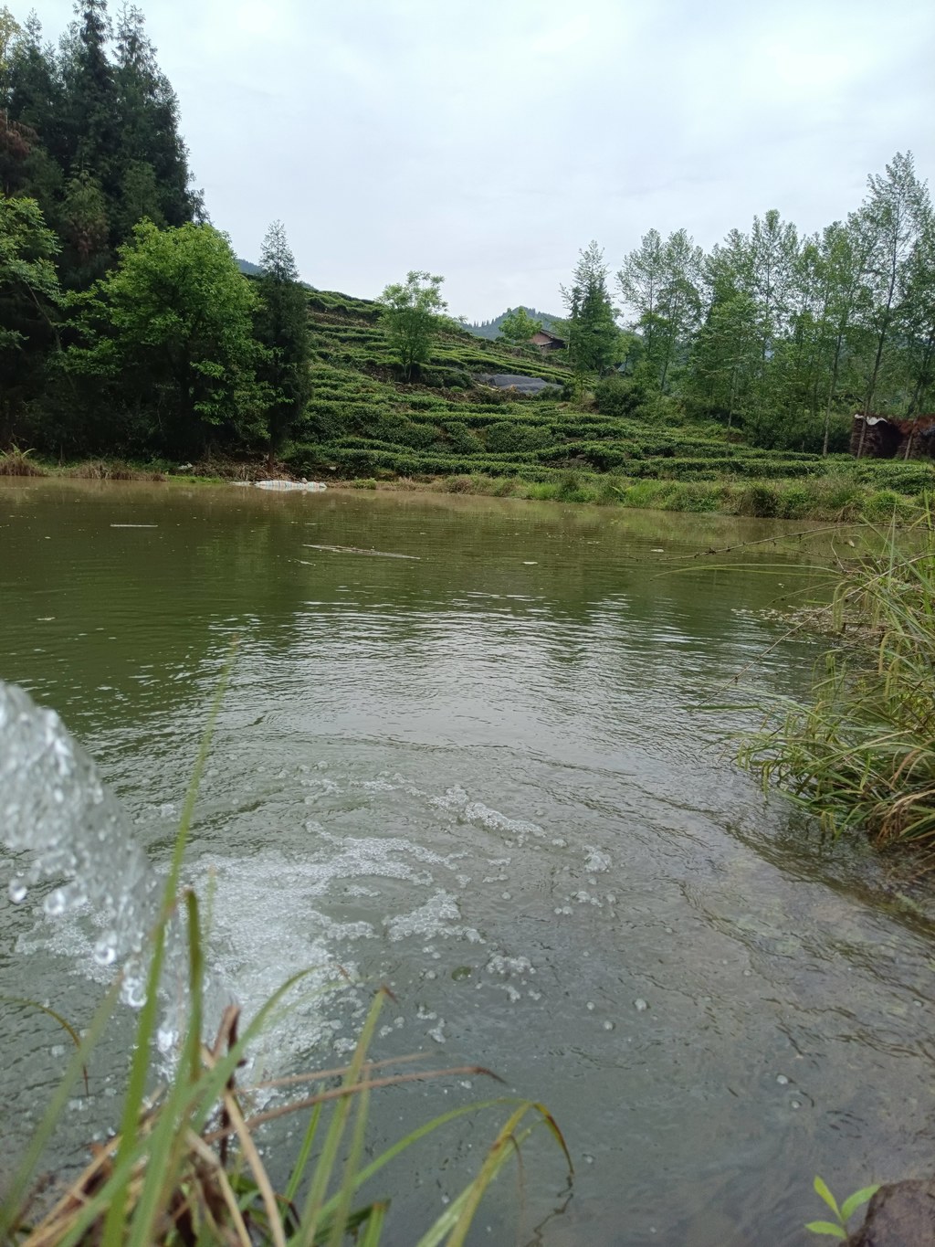 山水相依的梯田茶田 是本土优质茶叶生长的山野馈赠型基底