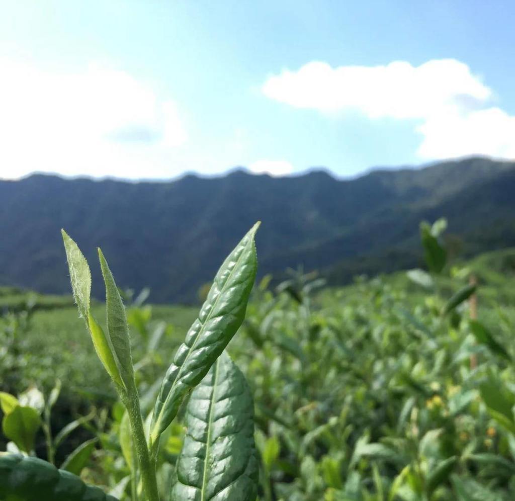 好茶源自高山！马边绿茶芽头肥厚，原料品质出众，常用来制作精品雀舌。茶香浓郁绵长，口感鲜醇顺滑，一大亮点就是久泡不苦不涩，办公间隙泡上一杯，解乏又舒心，妥妥的日常刚需好茶。