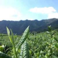中国茶叶产地哪里最有名？西湖龙井、黄山毛峰、君山银针、洞庭碧螺春四大名茶产地解析