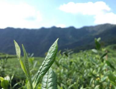 马边茶与名山茶谁好？两款川绿茶口感产地耐泡度全面对比