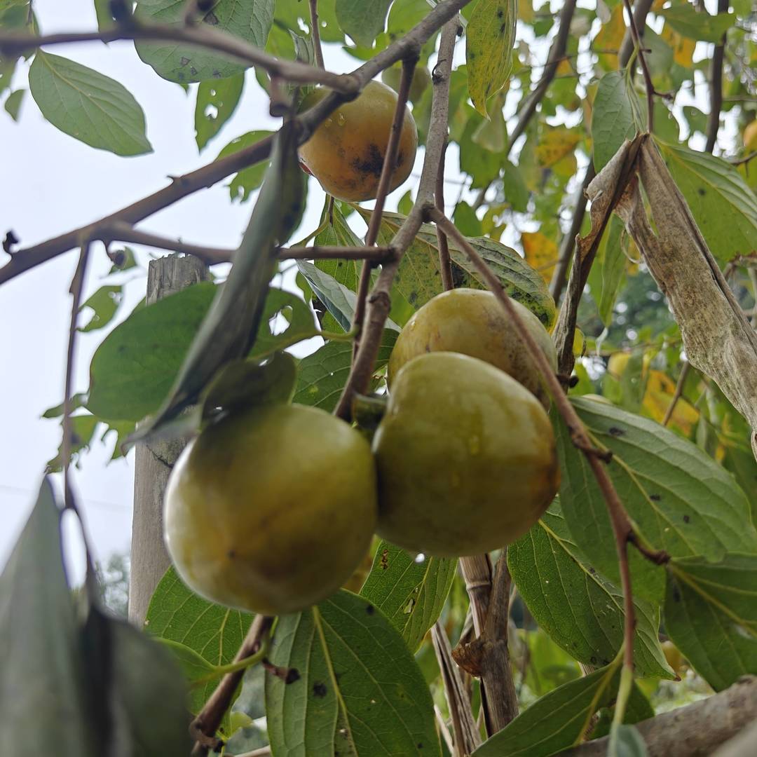 乡野枝间：青黄柿果坠秋光