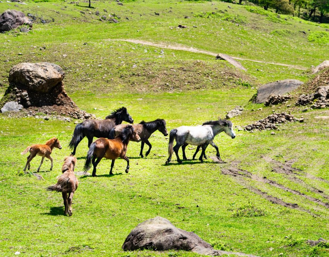 马边仰天窝，藏在云端的牧歌秘境