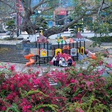 马边三角梅盛放如瀑 沿河步道染一城繁花