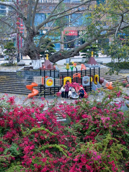 马边三角梅盛放如瀑 沿河步道染一城繁花
