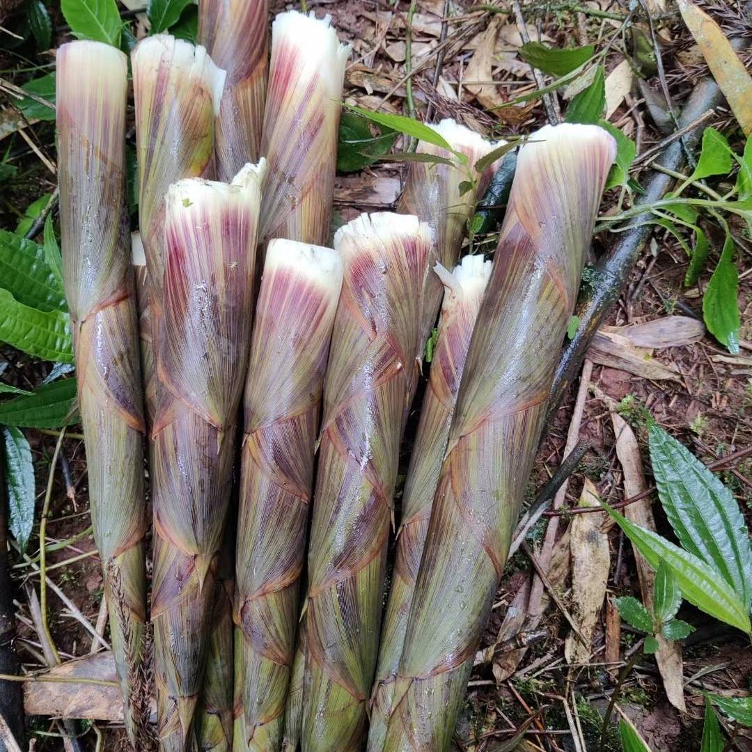 山林里钻出来的嫩鲜 “宝藏”：刚采的竹笋，裹着山野的湿润脆劲