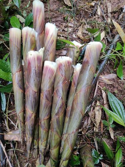 山林里钻出来的嫩鲜 “宝藏”:刚采的竹笋,裹着山野的湿润脆劲