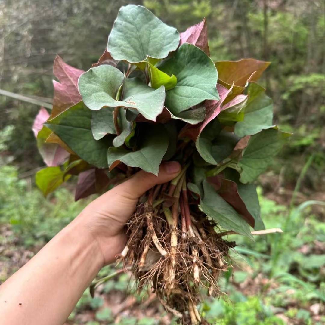 春天的快乐，是从挖折耳根开始的🌱泥土里藏着的脆嫩根茎，带着山野的清香气，刚挖出来的折耳根红叶绿，根须还带着潮气，这是云贵川人刻在骨子里的春日仪式感。洗干净拌上红油辣子，一口下去，是春天最鲜活的味道，爱它的人连叶子都舍不得丢，这口山野风味，谁懂啊！