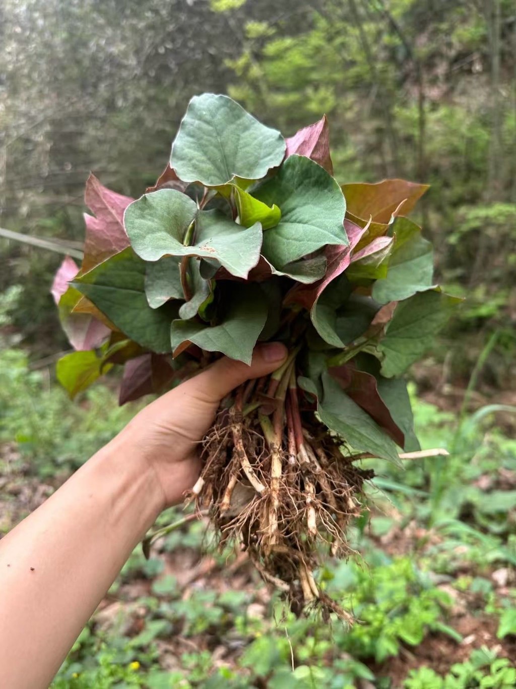 春天的快乐，是从挖折耳根开始的🌱泥土里藏着的脆嫩根茎，带着山野的清香气，刚挖出来的折耳根红叶绿，根须还带着潮气，这是云贵川人刻在骨子里的春日仪式感。洗干净拌上红油辣子，一口下去，是春天最鲜活的味道，爱它的人连叶子都舍不得丢，这口山野风味，谁懂啊！