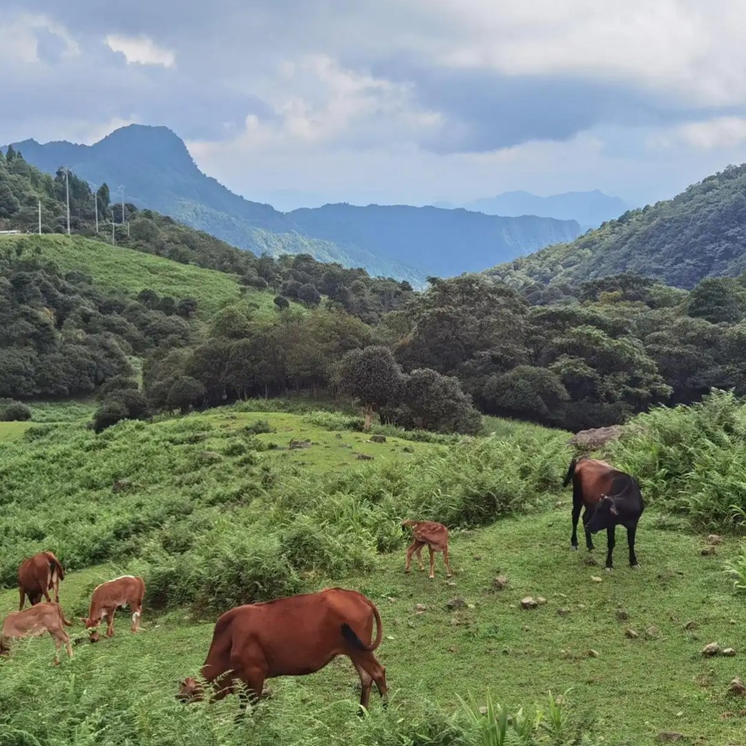 马边仰天窝：石林嶙峋叠草甸，牧牛悠然藏尽山野闲情