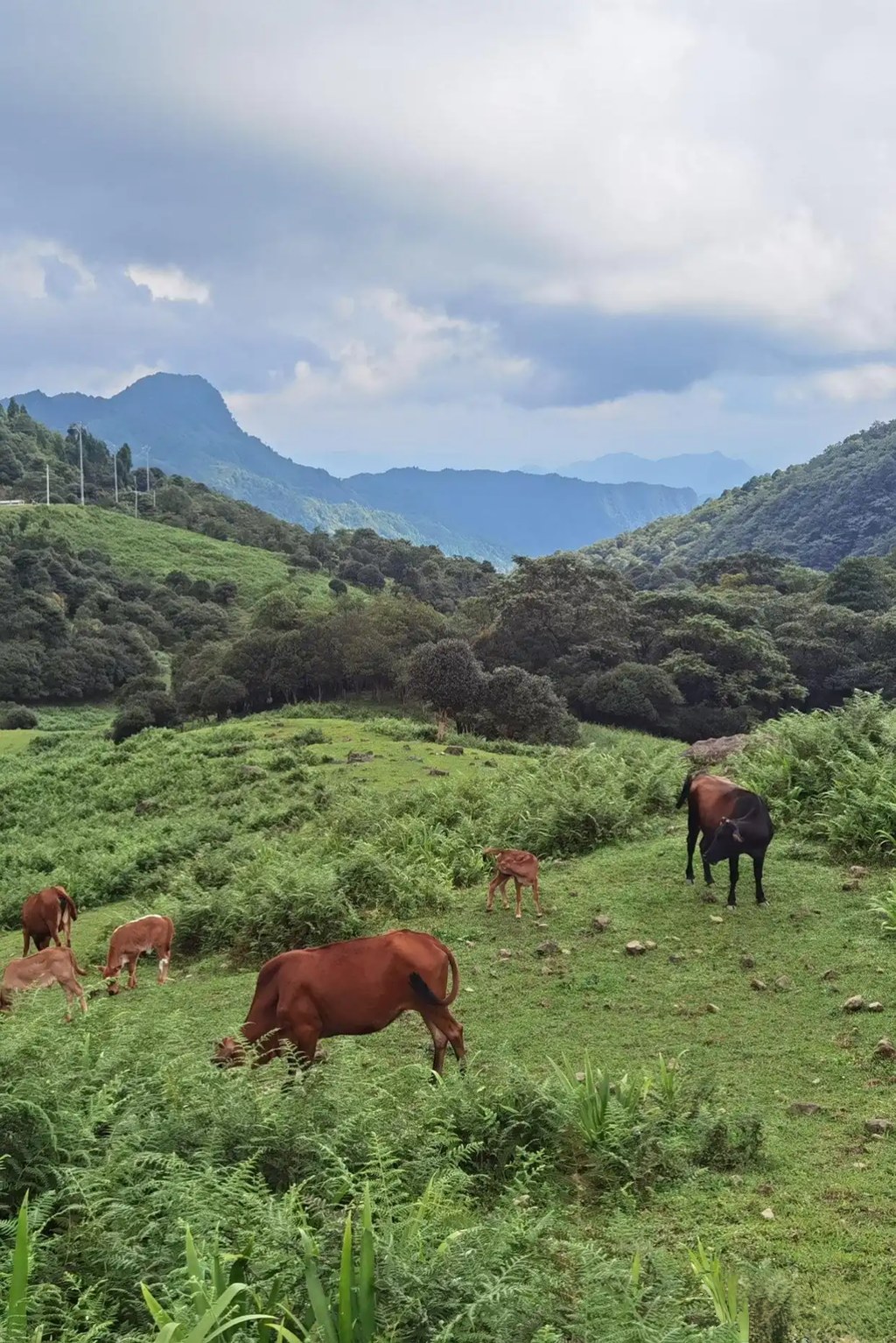马边仰天窝：石林嶙峋叠草甸，牧牛悠然藏尽山野闲情