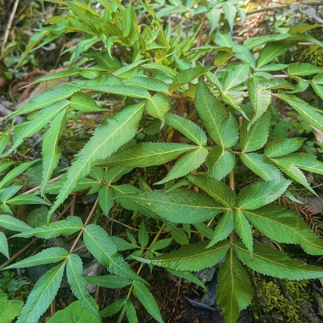山野原生当归实拍：彝乡阴凉生态环境孕育的优质当归 是本土山野馈赠的滋补类特色农特产