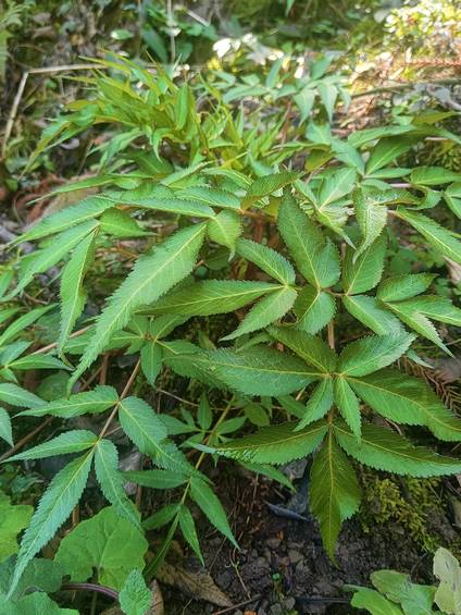 山野原生当归实拍:彝乡阴凉生态环境孕育的优质当归 是本土山野馈赠的滋补类特色农特产