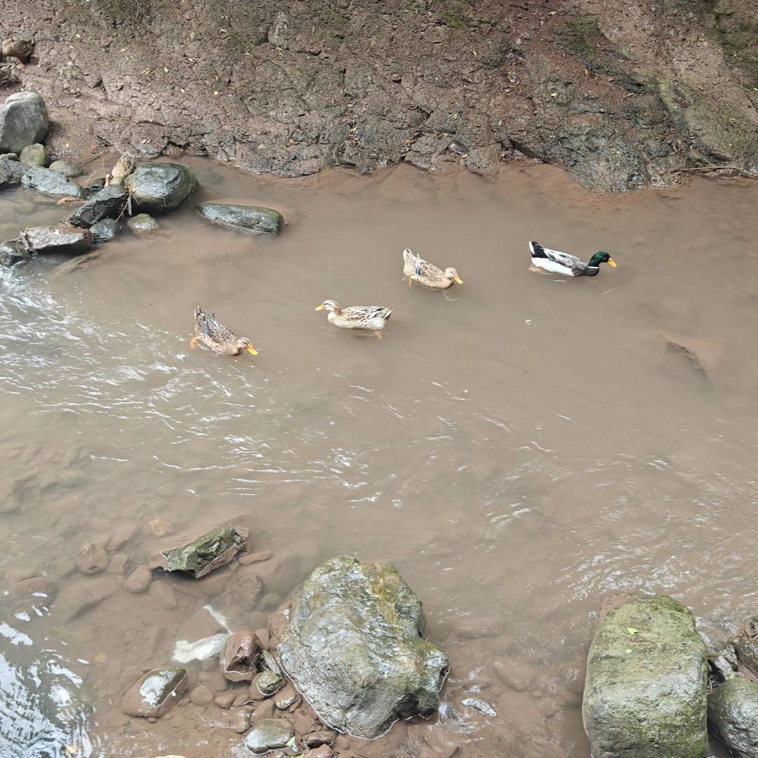 马边山涧溪流里的散养土鸭：自然活水，生态好味