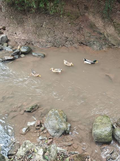 马边山涧溪流里的散养土鸭：自然活水，生态好味