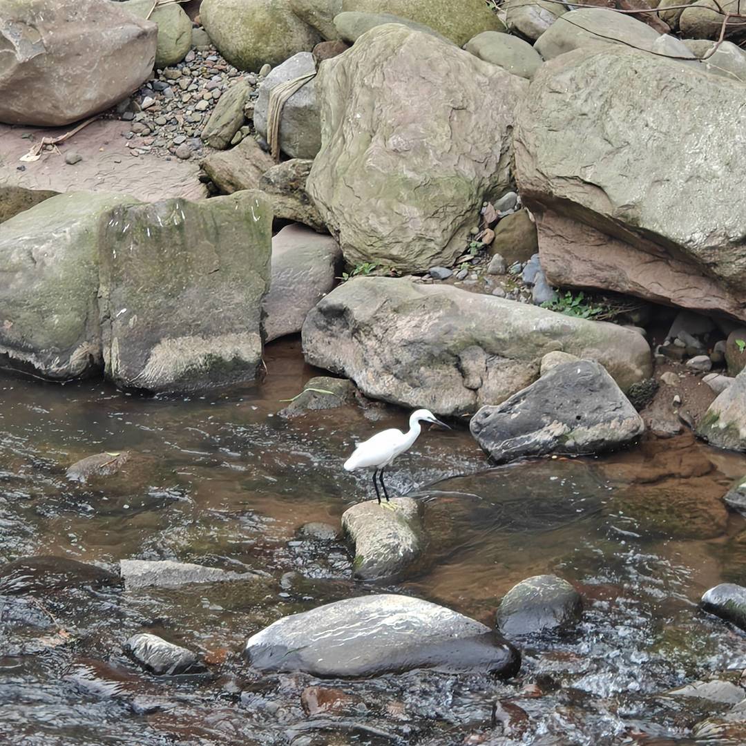 马边溪畔：白鹭为邻，是生态向好的注脚