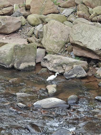 马边溪畔:白鹭为邻,是生态向好的注脚