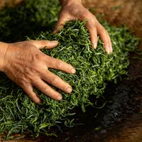 马边云雾茶是什么茶？我去了趟它的高山茶园，看茶农用铁锅炒出了一杯鲜灵劲