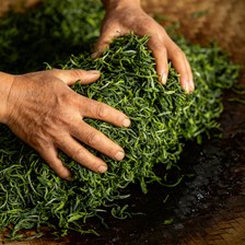 马边茶叶怎么样？高山老川茶手工炒制与本地人真实品鉴经验