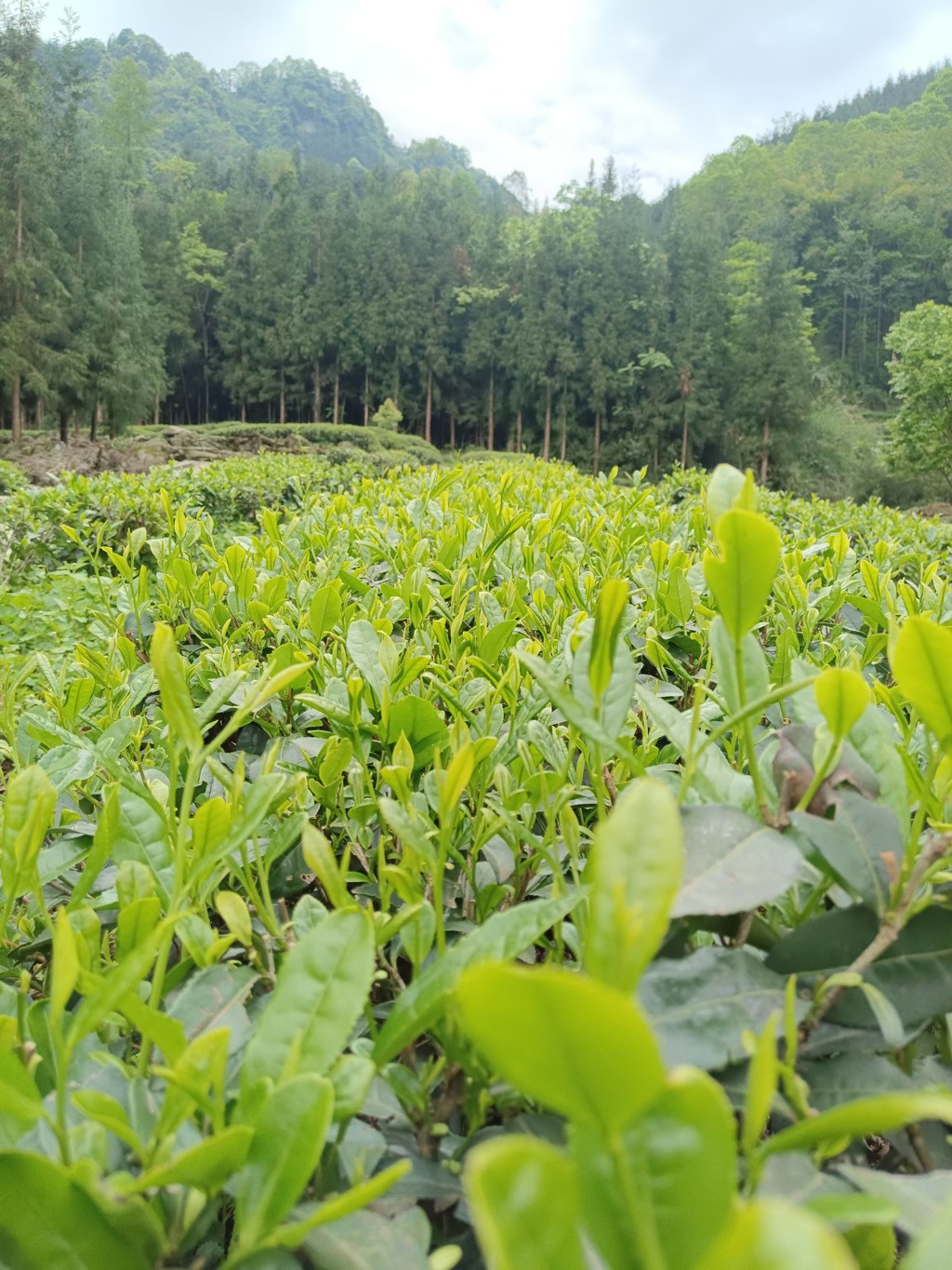 嫩绿芽头是山野的信笺：裹着林香的茶鲜叶，捎来本土特产的生态本味