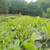 马边绿茶